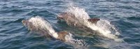 Wildlife Watching Boat Trips from Largs